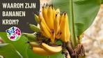 Waarom zijn bananen krom? - YouTube