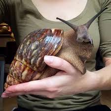 These Snails Are As Big As A Person S Head Pet Snails Giant Snail Giant African Land Snails