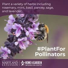 They need less fertilizers, pesticides or use less water. Plant For Pollinators 9 Ways To Attract And Help Pollinators In Your Garden And Yard Maryland Grows