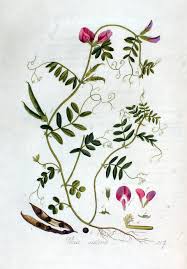 Image result for Vicia sativa