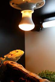 We have a separate discussion on uvb lighting, including the best uva/uvb bulbs. Bearded Dragon Heat Lighting 7th Galaxy Dragons