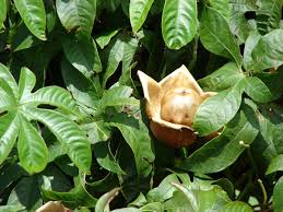 Image result for Merremia tuberosa