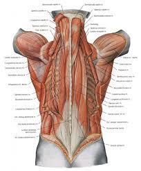 And when the hips are in a state of dysfunction, your low back becomes greatly compromised. directions: Anatomy Of Muscles Hip And Lower Back See More Anatomy Of Muscles Hip And Lower Back Anatomy And Back Hip Lower Muscle Anatomy Human Body Anatomy Body Anatomy