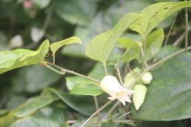 Image result for Adenia rumicifolia
