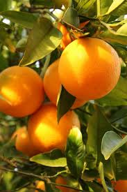You'll want to get fresh local cherries to harvest seeds from, so you know the trees they produce will survive in your agricultural growing zone, also known as the usda plant hardiness zone. Why Fruit Tree Seeds Don T Grow Anne Of Green Gardens