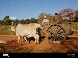 Oxen and cart hi-res stock photography ...