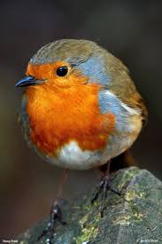 Pin By صورة و كلمة On مخلوقات جميلة Animals Eiz Pet Birds Beautiful Birds Cute Birds