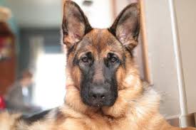 Hill's science diet has got you covered. 6 Best Dog Food For Epi German Shepherd Anything German Shepherd