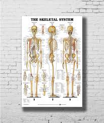 Us 4 5 8 Off Skeletal System Anatomical Chart Skeleton Medical Wall Sticker Home Decoration Silk Art Poster In Painting Calligraphy From Home