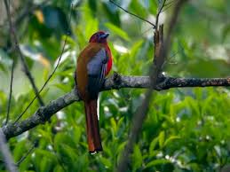 Image result for Erythrococca atrovirens