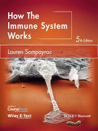 Although immunosenescence is characterized by changes in both the innate and adaptive arms of the immune system,2 the important contributor to decline in immune function in the elderly is the changes observed in adaptive immunity. How The Immune System Works National Library Board Singapore Overdrive