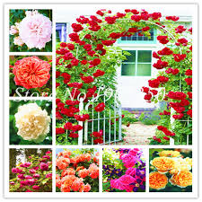 The rose garden is found between john f. Buy Chinese Rose Tree Semente 100 Pcs Climbing Rose Bonsai Tree Plant Flower Wild Rosa Mix Colors Beauty Your Home Garden Buy At The Price Of 0 15 In Aliexpress Com Imall Com