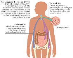 Thyroid And Parathyroid Hormones Iodine From The Diet Is Used To Make The Hormones T4 And T3 Hormones Nursing Neonatal Nurse Hypothyroidism Nursing