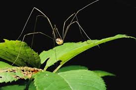 The females are about 8 mm in length and males 6mm. 9 Common Spiders Found In And Around Ireland S Homes But Are They Really All Harmless Irish Mirror Online