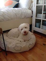 lagotto violet snooza bed http www gooddog net au signature bed cute creatures cute animals water dog