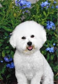 BIANCA's "BIA" PAST Litters