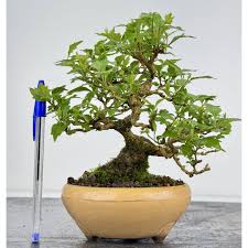 Image result for Premna hans-joachimii