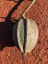 Image result for Hippocratea volkensii