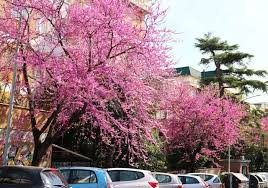 Questo albero con fiori rosa è originario dell'europa meridionale e dell'asia. Primavera E Il Fleming Si Tinge Di Rosa Vignaclarablog It
