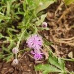 Image result for Erlangea