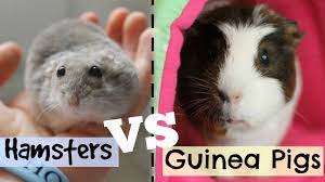 Hamsters Vs Guinea Pigs Hamster Horsesandcats Youtube