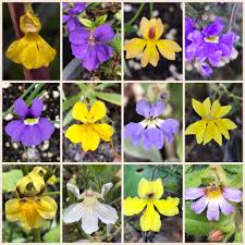 Image result for Goodeniaceae