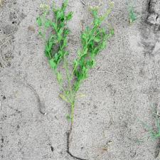 Image result for Heliotropium ciliatum