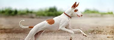 Ibizan hound hound puppies sleeping puppies puppies for sale mom animals animais animales animaux. Ibizan Hound Dog Breed Facts And Personality Traits Hill S Pet
