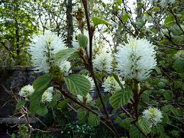 Image result for Subularia monticola