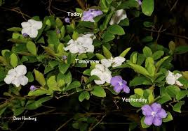 Image result for Berlinia grandiflora