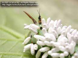 Tomato hornworms and parasitic wasps. Beneficial Insects In The Garden 04 Braconid Wasp On Hornworm Cotesia Congregatus