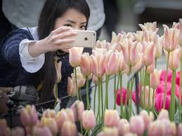 Olean, nyft carson, coalfred, ny. The Day In Pictures Bloom Flowers Tulips