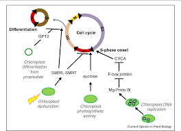 Check spelling or type a new query. Figure 2 From Chloroplasts Around The Plant Cell Cycle Semantic Scholar