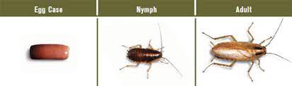 Fastsearchresults.com has been visited by 100k+ users in the past month German Roaches German Cockroach German Roach Control German Cockroach Control Kill German Roaches