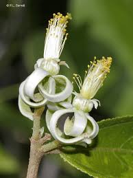 Image result for Grewia stolzii