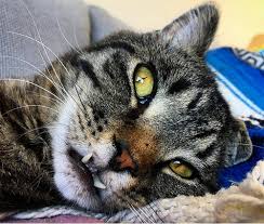 Not every cat should get its teeth brushed. Meet The Adorable Cat With An Underbite And Scoliosis Who Makes His Mom Smile With His Antics Meow As Fluff