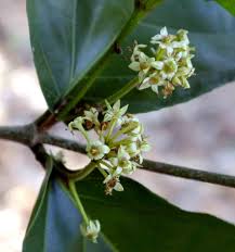 Image result for Lasiodiscus pervillei