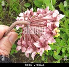 Image result for Asclepias albens