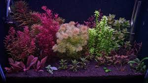 Image result for Nesaea sarcophylla