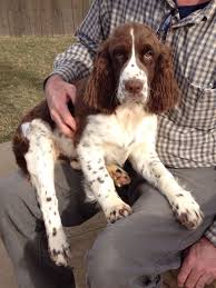 Black And White Working English Springer Spaniel Pin On English Springer Spaniels Of South Chester