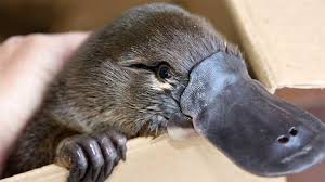 animalfacts Thú ăn Eo (Platypus) là một trong số ít loài động vật có vú có độc trên Trái Đất, với con đực có những chiếc gai dài nửa inch ở mỗi