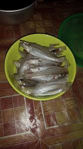 Mancing ikan belanak pakai botol plastik dengan umpan terigu dalam waktu 2 jam bisa dapat 5 kg. Mancing Mania Kebumen Posts Facebook