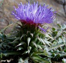 Image result for Carduus nyassanus