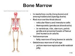 Yellow marrow is found in spongy bones and in the shaft of long bones. Chapter 7 Lecture Outline Ppt Download