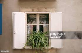 Image result for Chlorophytum macrorrhizum