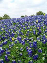 Texas Bluebonnet Field Irving Tx 03 30 2012 Flower Field Beautiful Flowers Flowers