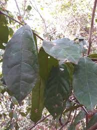 Image result for Combretum illairii