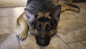 The miniature german shepherd is a cross of a german shepherd with a collie or miniature poodle, also known as mini shepherd. Scientists Take A Peek Behind Those Sad Puppy Dog Eyes Fox 59