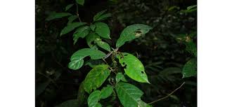 Image result for Maesobotrya