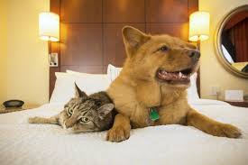 54 hwy 441 north, clayton, ga. The Top 12 Pet Friendly Hotels In The Usa Travel Us News